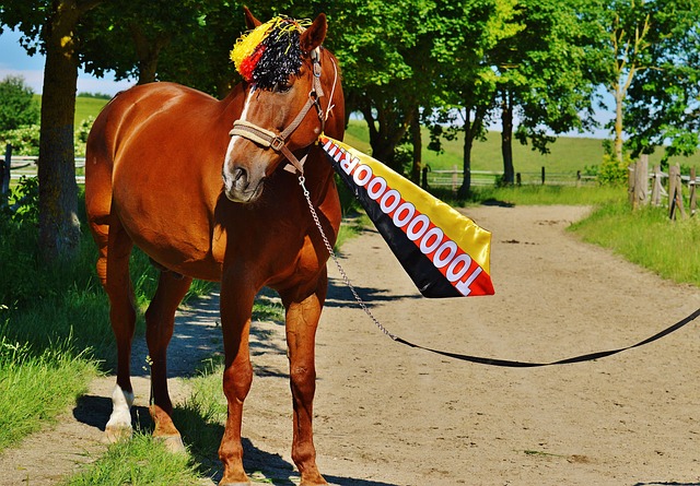 老队员因多 老队员因多